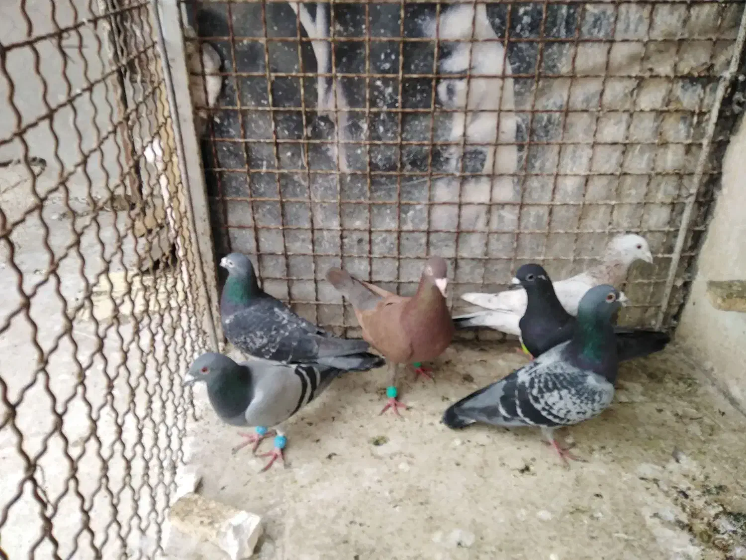 کفتر|پرنده|مشهد, ابوذر|دیوار