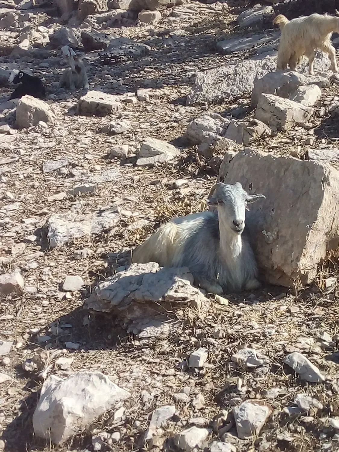 فروش بز|حیوانات مزرعه|قلعه ممبی, |دیوار