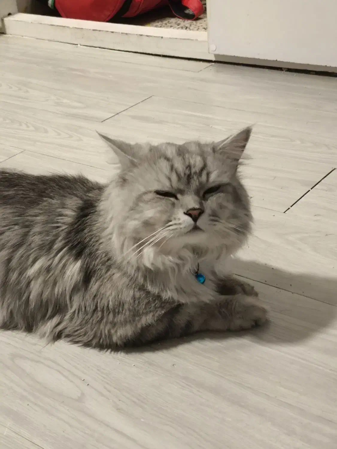 گربه نر برای جفت گیری|گربه|بندرعباس, |دیوار