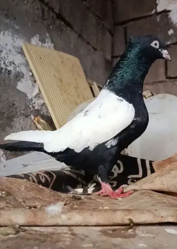 سینه سیاه نر|پرنده|گتوند, |دیوار