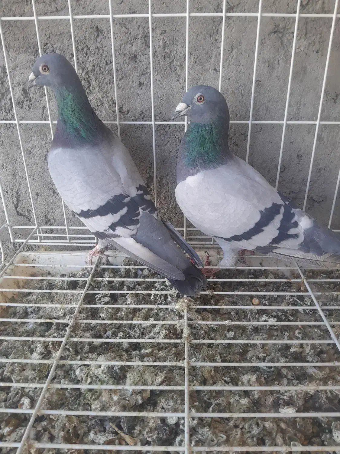 جفت کبوتر پلاکی روی جوجه|پرنده|جیرفت, |دیوار