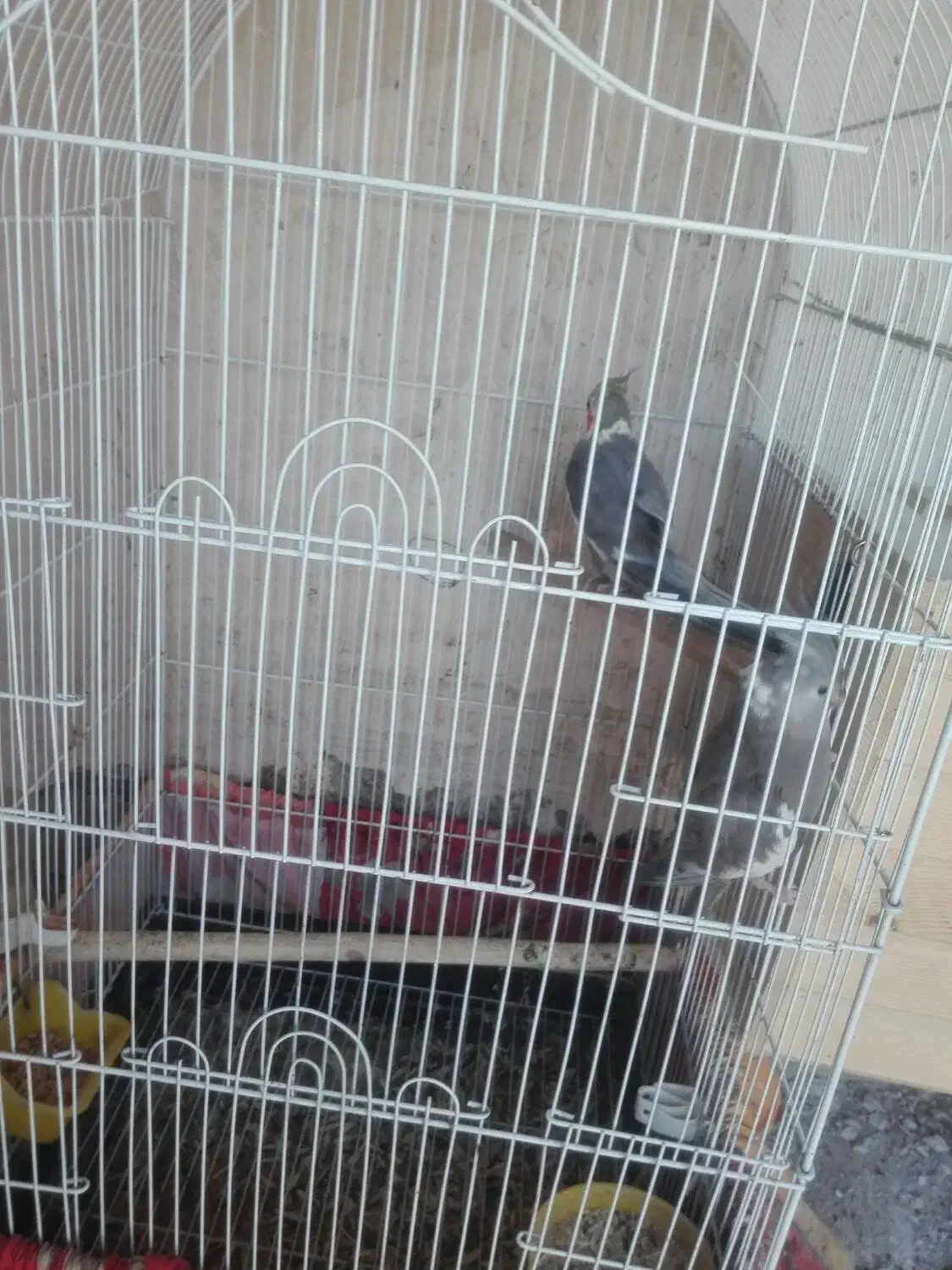 عروس هلندی|پرنده|شیراز, گلشن|دیوار