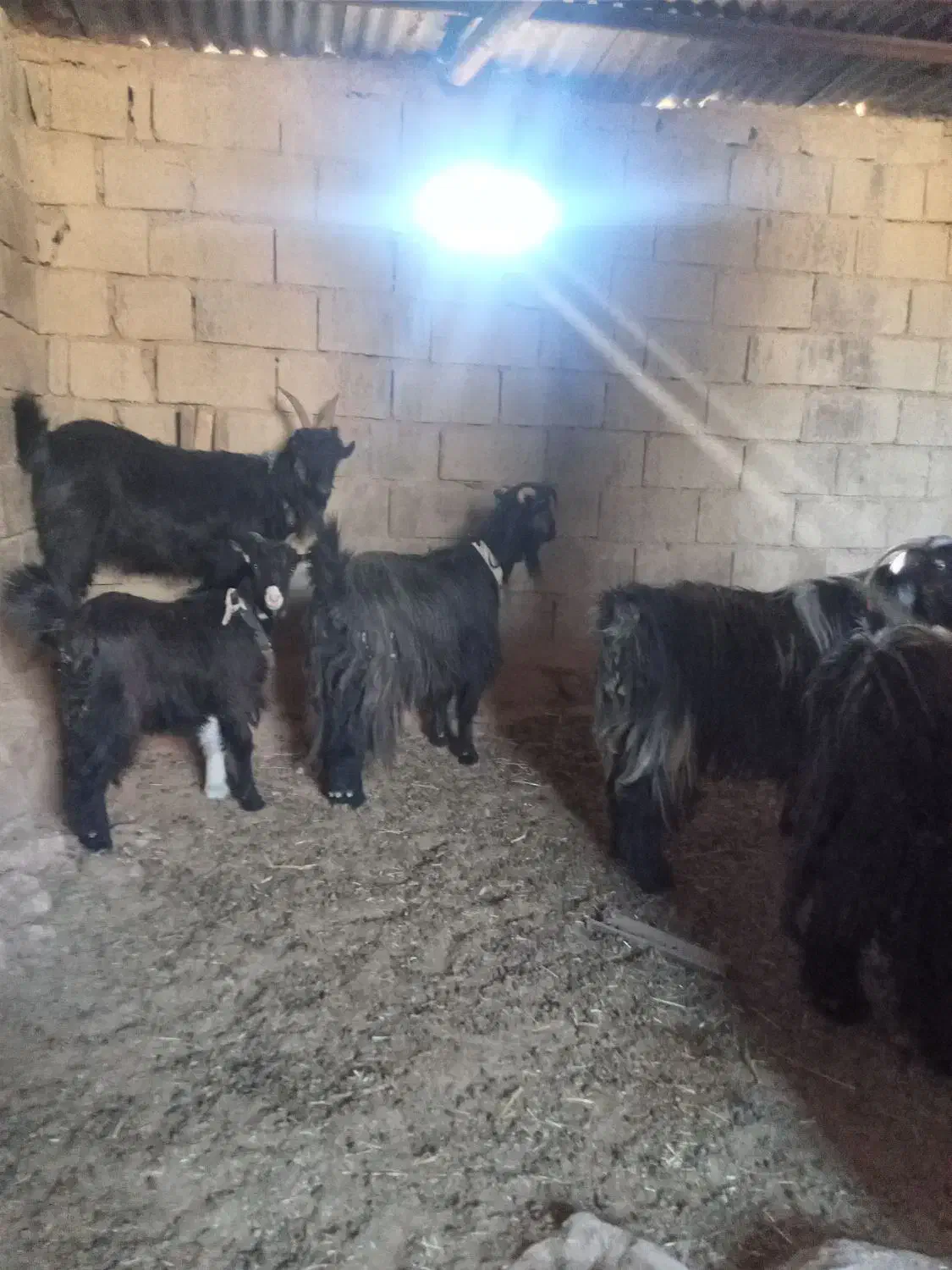 ۹بز بیگ|حیوانات مزرعه|مسجد سلیمان, |دیوار