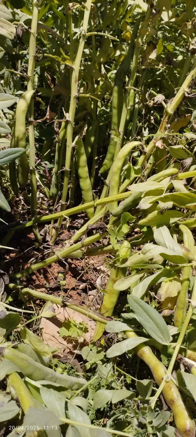 باقله خشک بذرهیستال پرثمر زودپز(عکسا همه دیده بشه)|خوردنی و آشامیدنی|دهدشت, |دیوار