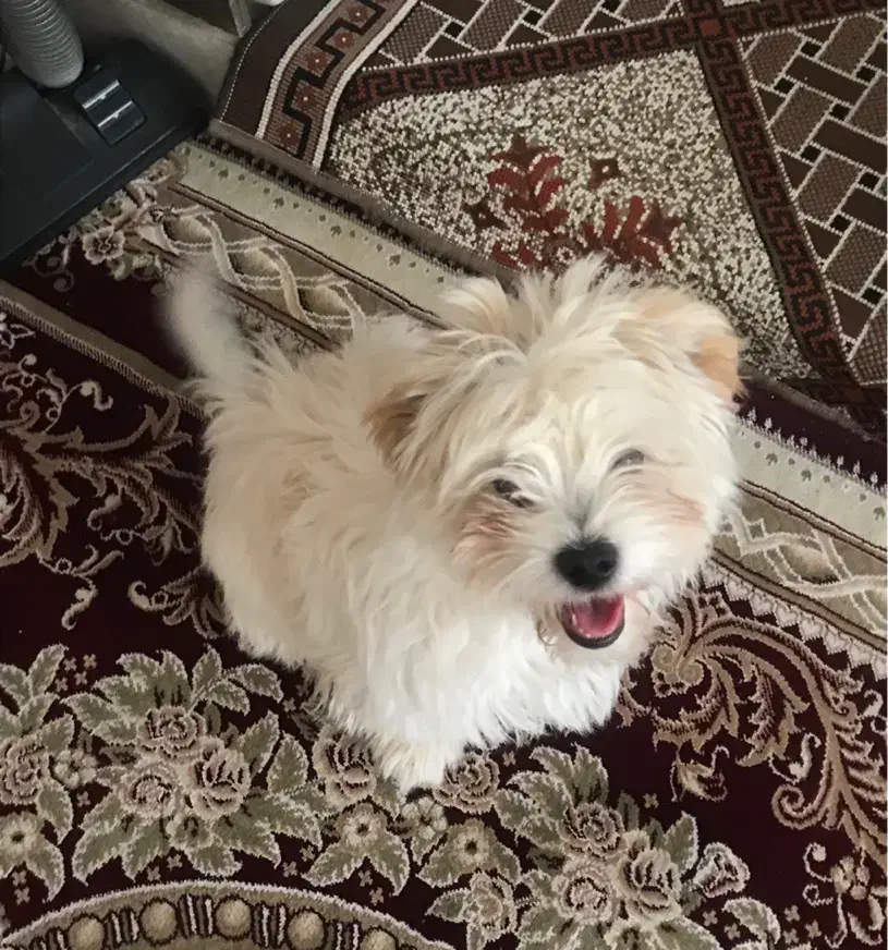 سگ .شیتزو تریر .خانگی|سگ|یزد, |دیوار