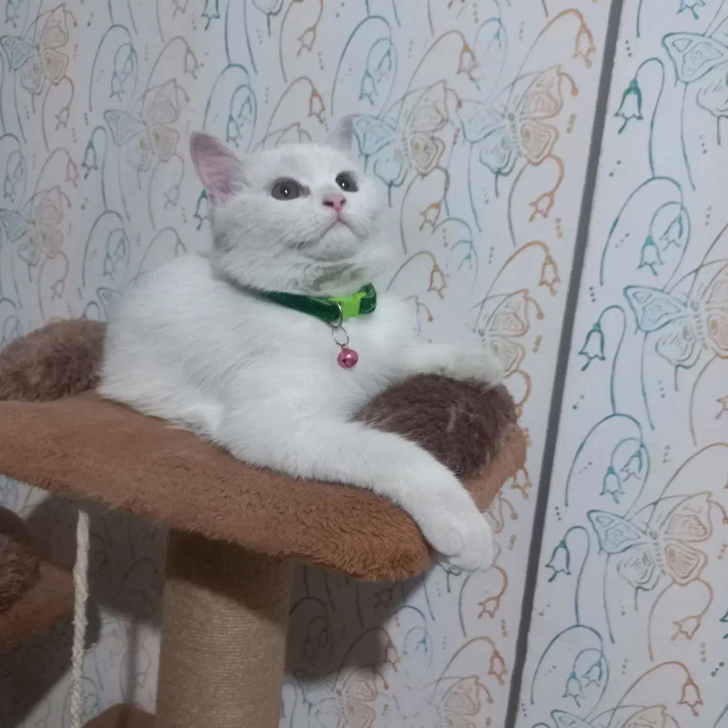 گربه بیریتیش|گربه|مشهد, چهنو|دیوار