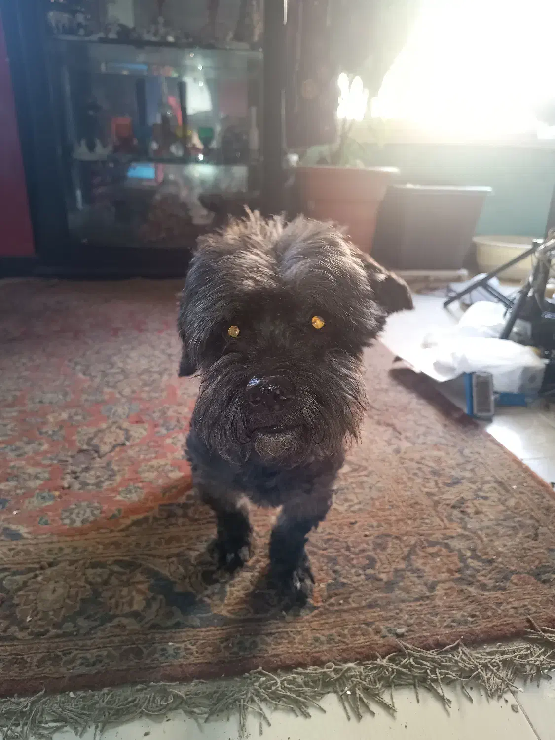 سگ نر آماده جفتگیری|سگ|تنکابن, |دیوار