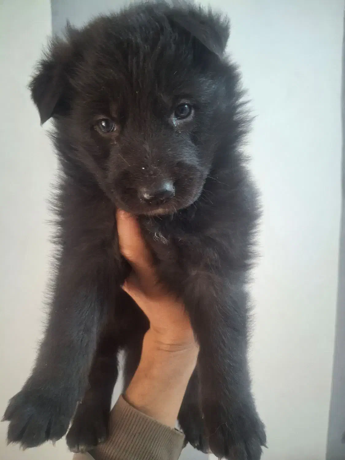 توله ژرمن بلک شولاین اصیل|سگ|نیشابور, ده حلاج|دیوار