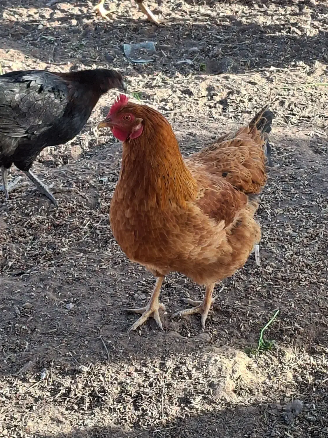 مرغ جوان ۸ماه|حیوانات مزرعه|اقبالیه, |دیوار