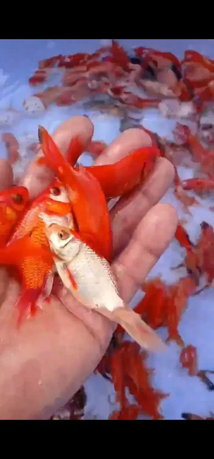 فروش عمده ماهی قرمز و گلفیش شب عیدی و مخصوص شکار|ماهی|گنبد کاووس, |دیوار