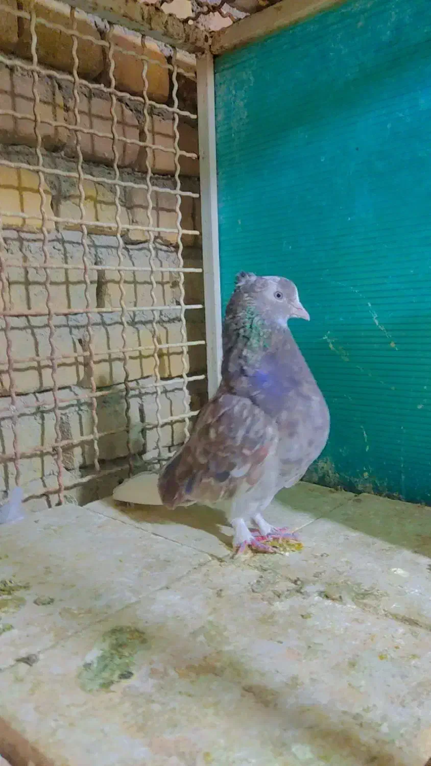 نامبروان|پرنده|اردکان, |دیوار