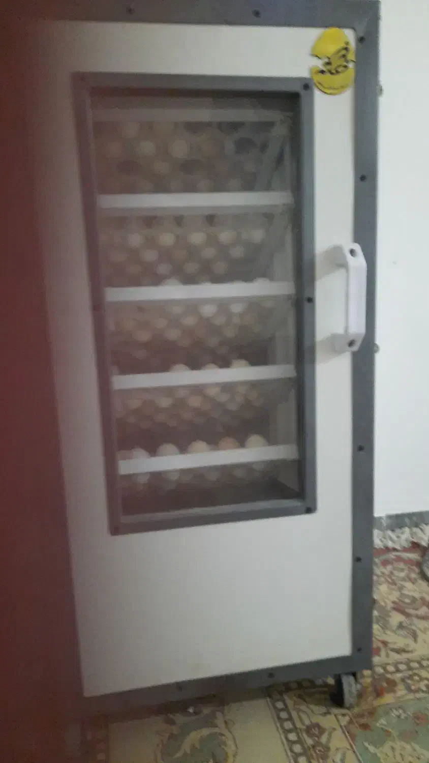 گالری از مرغ خروس جوجه محلی|حیوانات مزرعه|بهبهان, |دیوار