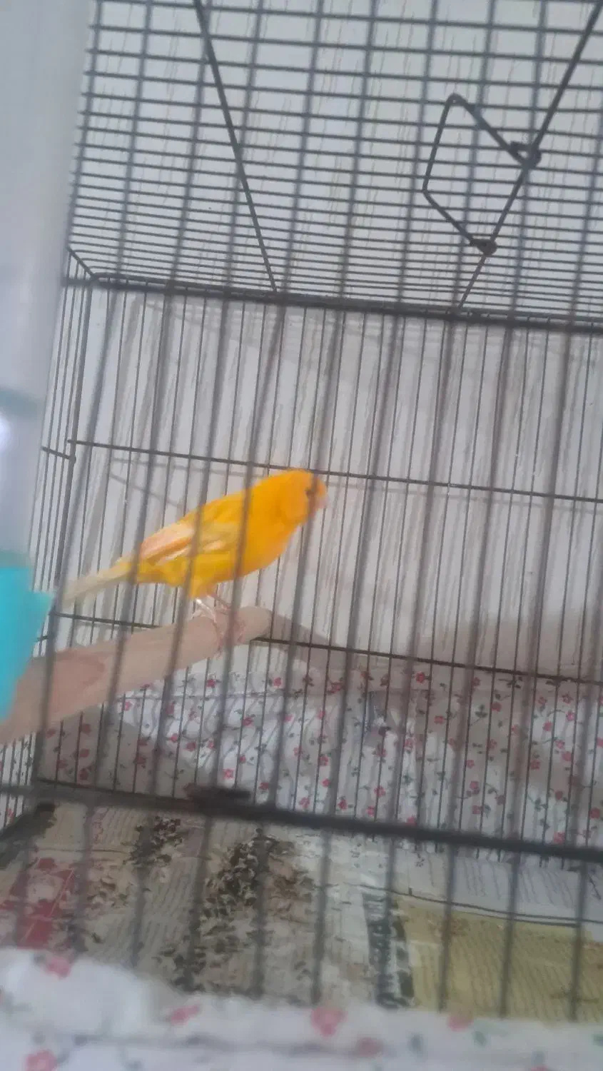 جفت قناری سوپری|پرنده|قدس, شهرقدس|دیوار