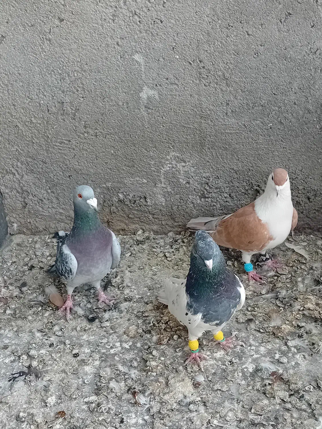 پرنده فروشی|پرنده|طرقبه, |دیوار