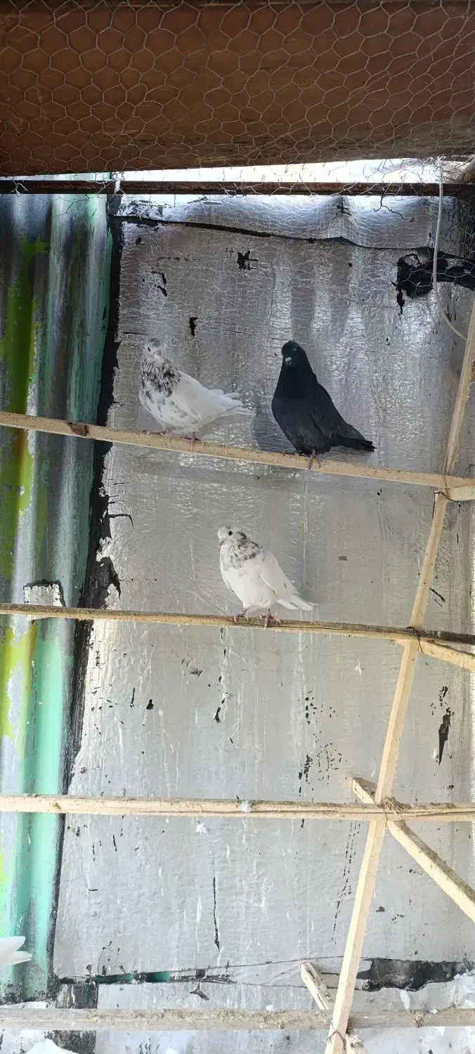 کبوتر|پرنده|زنجان, |دیوار