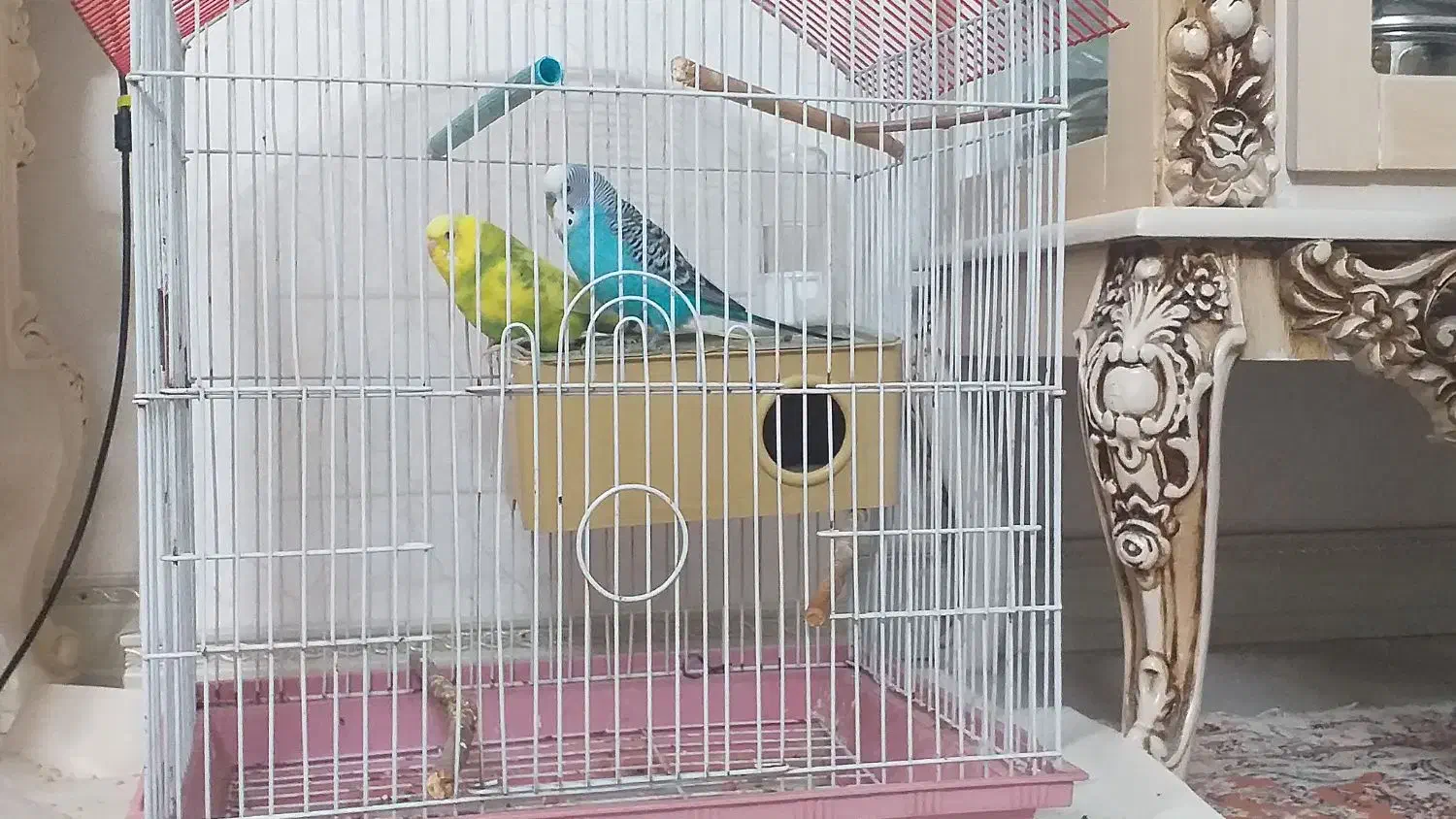 فروش مرغ عشق جفت|پرنده|شاهرود, |دیوار