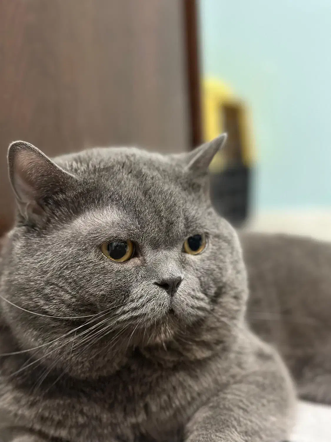 گربه اوکراینی نر جفتگیری|گربه|گرگان, |دیوار