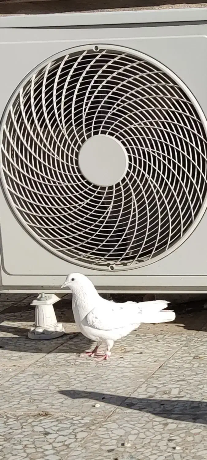 کبوتر|پرنده|هشتگرد, هشتگرد قدیم|دیوار