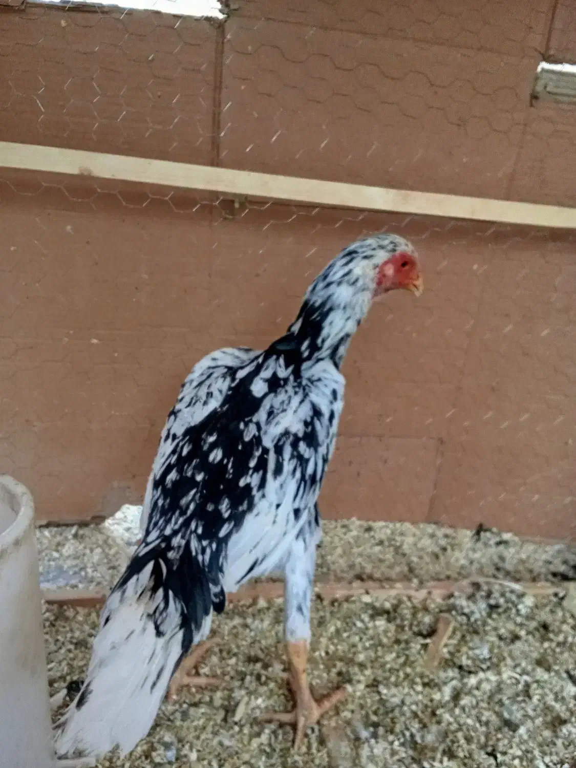 لاری|حیوانات مزرعه|تهران, دانشگاه شریف|دیوار