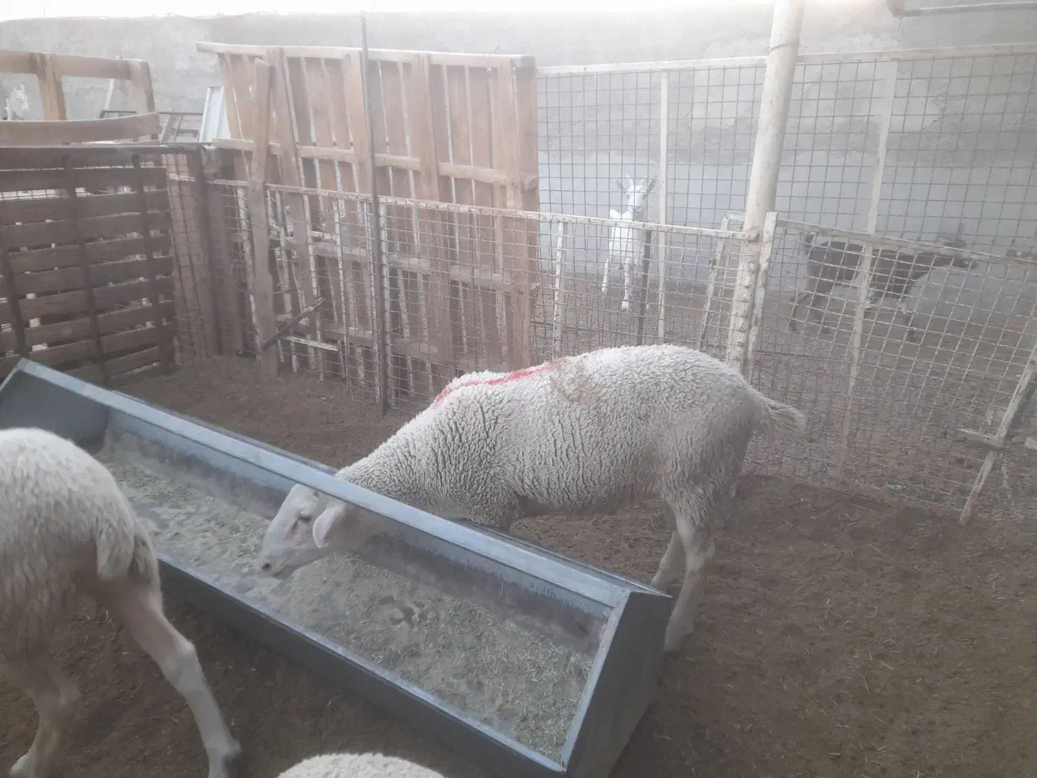 بره نر لاکن|حیوانات مزرعه|اردکان, |دیوار