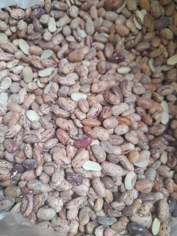 لوبیا چیتی|خوردنی و آشامیدنی|قم, سراجه (۱۵ خرداد)|دیوار