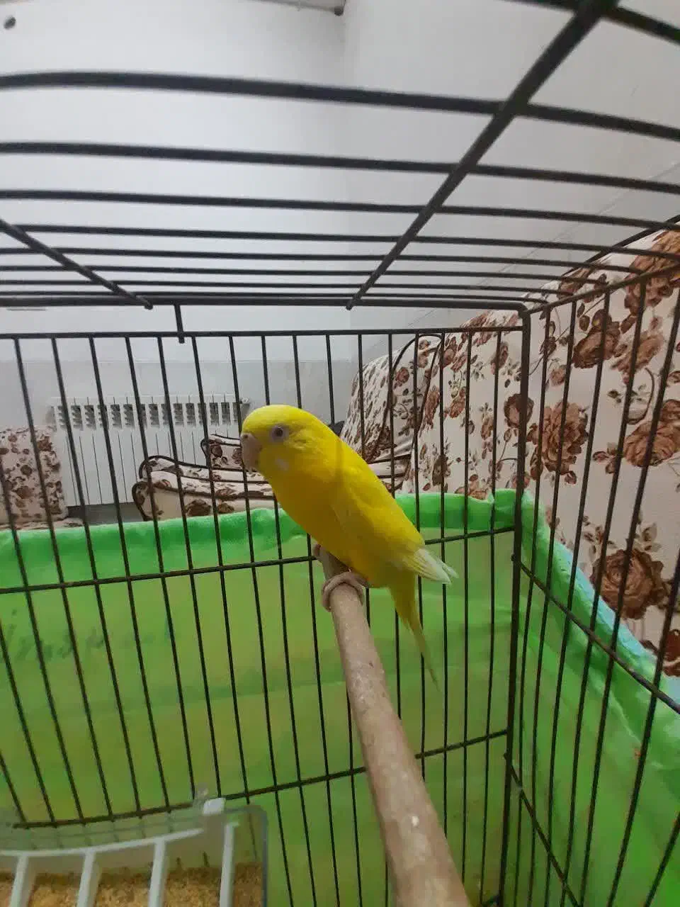 مرغ عشق|پرنده|یزد, |دیوار