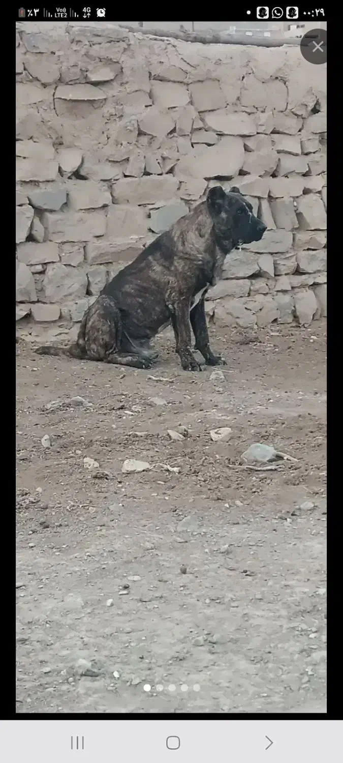سگ خراسانی|سگ|مشهد, رباط طرق|دیوار
