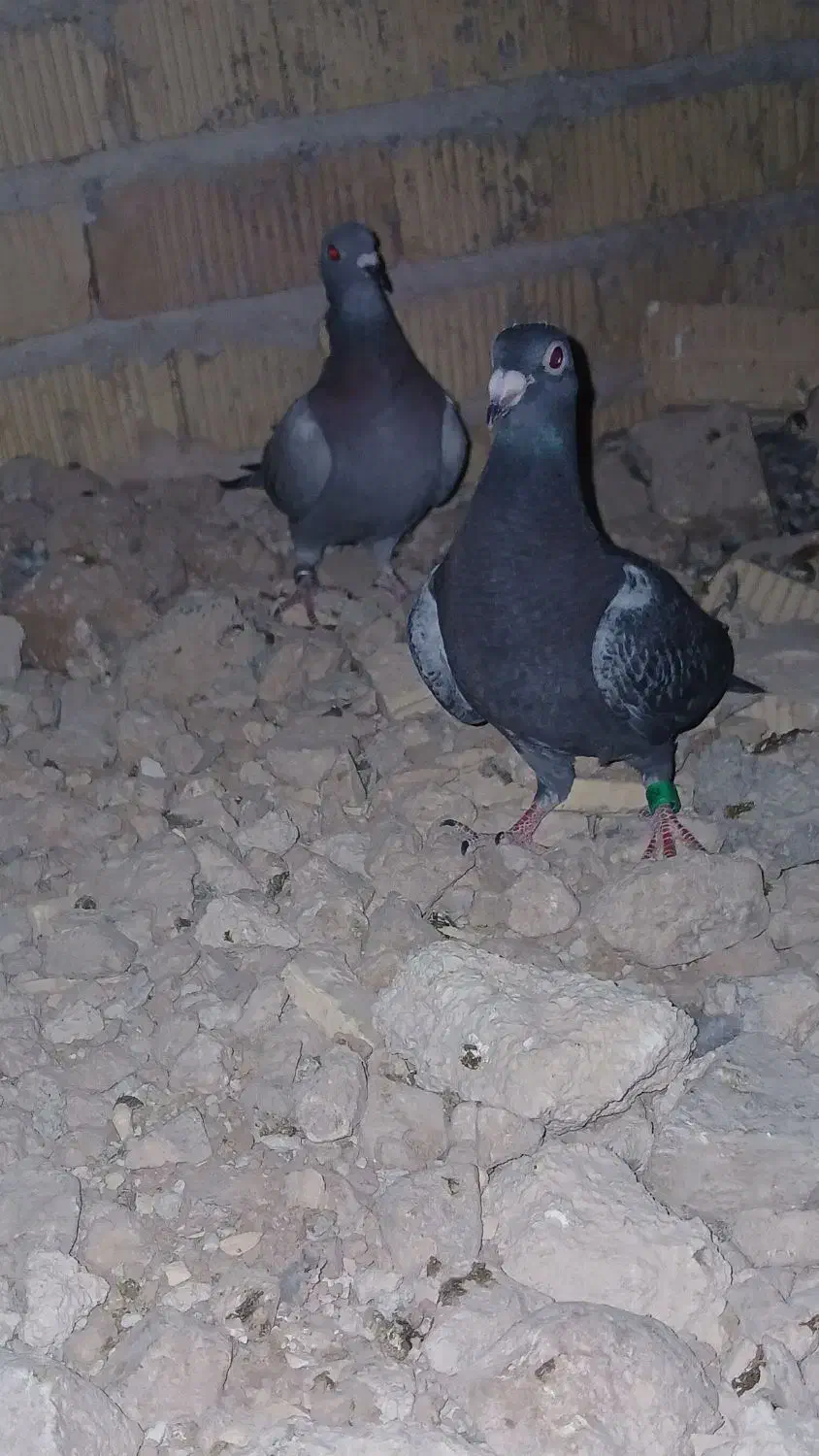 پلاکی کفتر|پرنده|مرودشت, مسجد رسول‎|دیوار