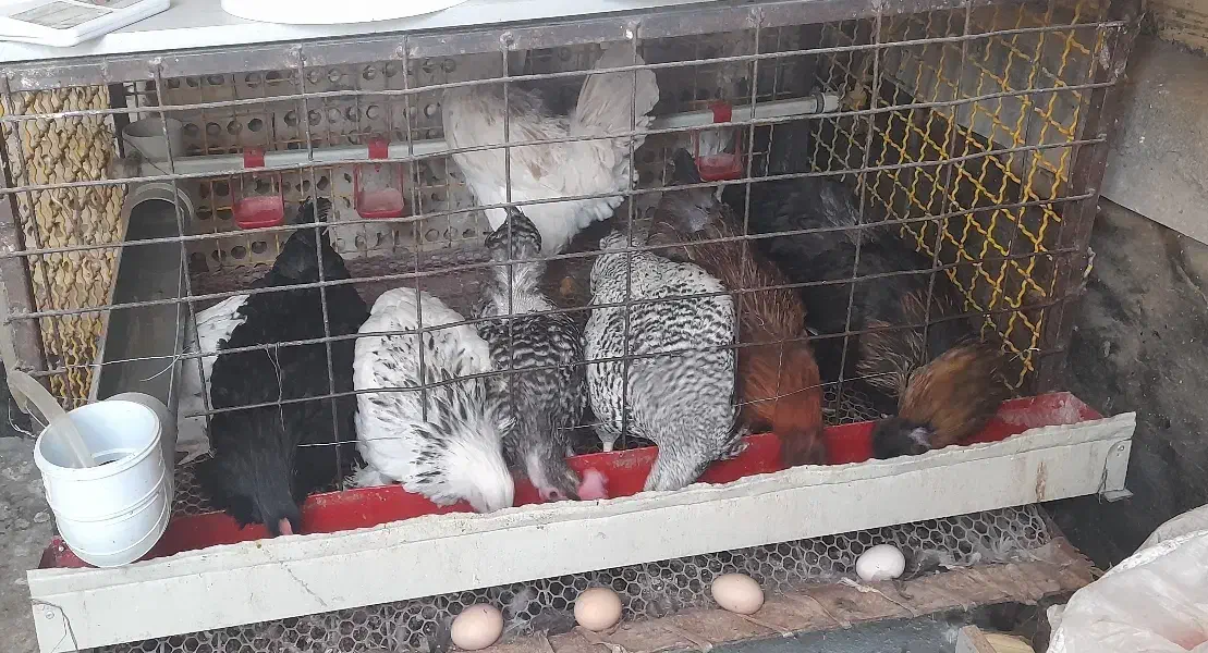 مرغ تخمگذار و قفس صنعتی|حیوانات مزرعه|مشهد, شهرک مهرگان|دیوار