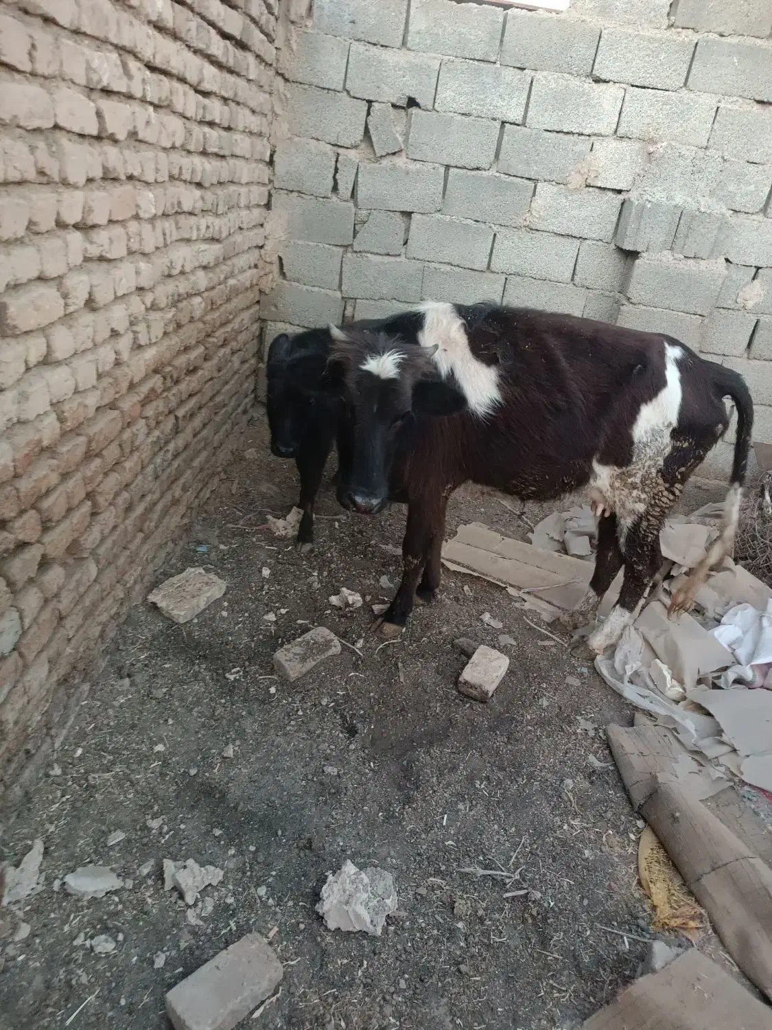 حیوان|حیوانات مزرعه|آبیک, |دیوار