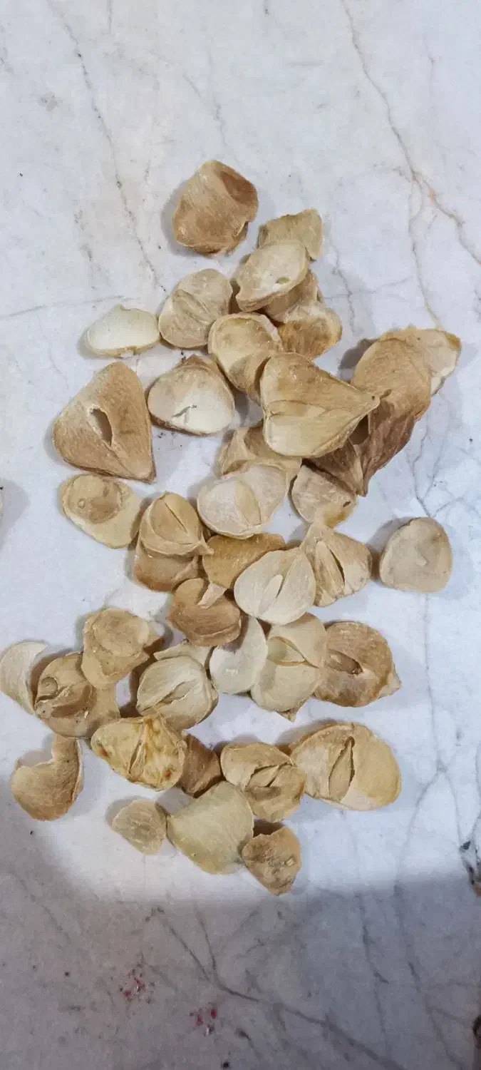 موسیر خشک|خوردنی و آشامیدنی|قم, قلعه کامکار|دیوار
