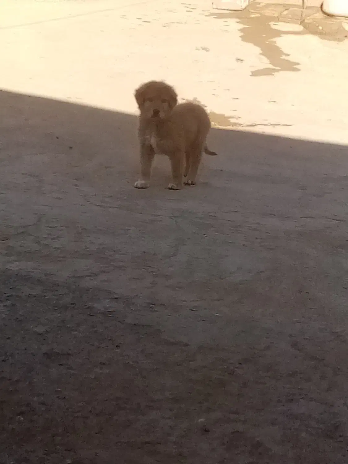 واگذاری توله|سگ|تربت جام, جلگه موسی آباد|دیوار