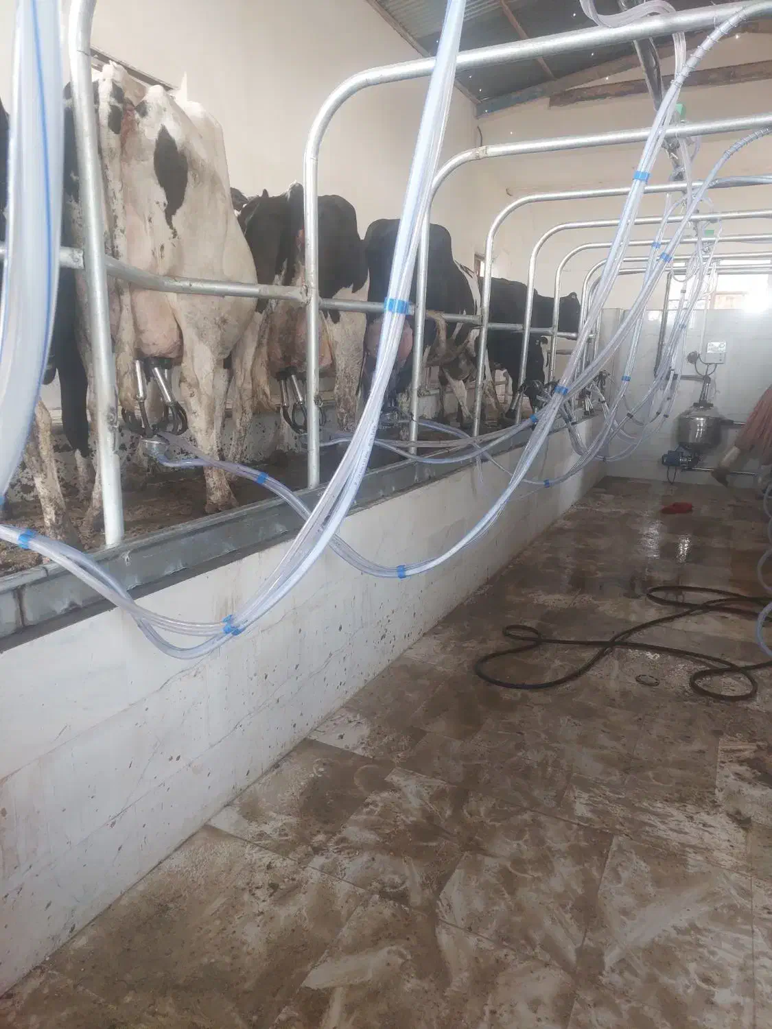 شیردوش گاو صنعتی|ماشین‌آلات صنعتی|اصفهان, شهرک صنعتی امیرکبیر (شاپور جدید)|دیوار