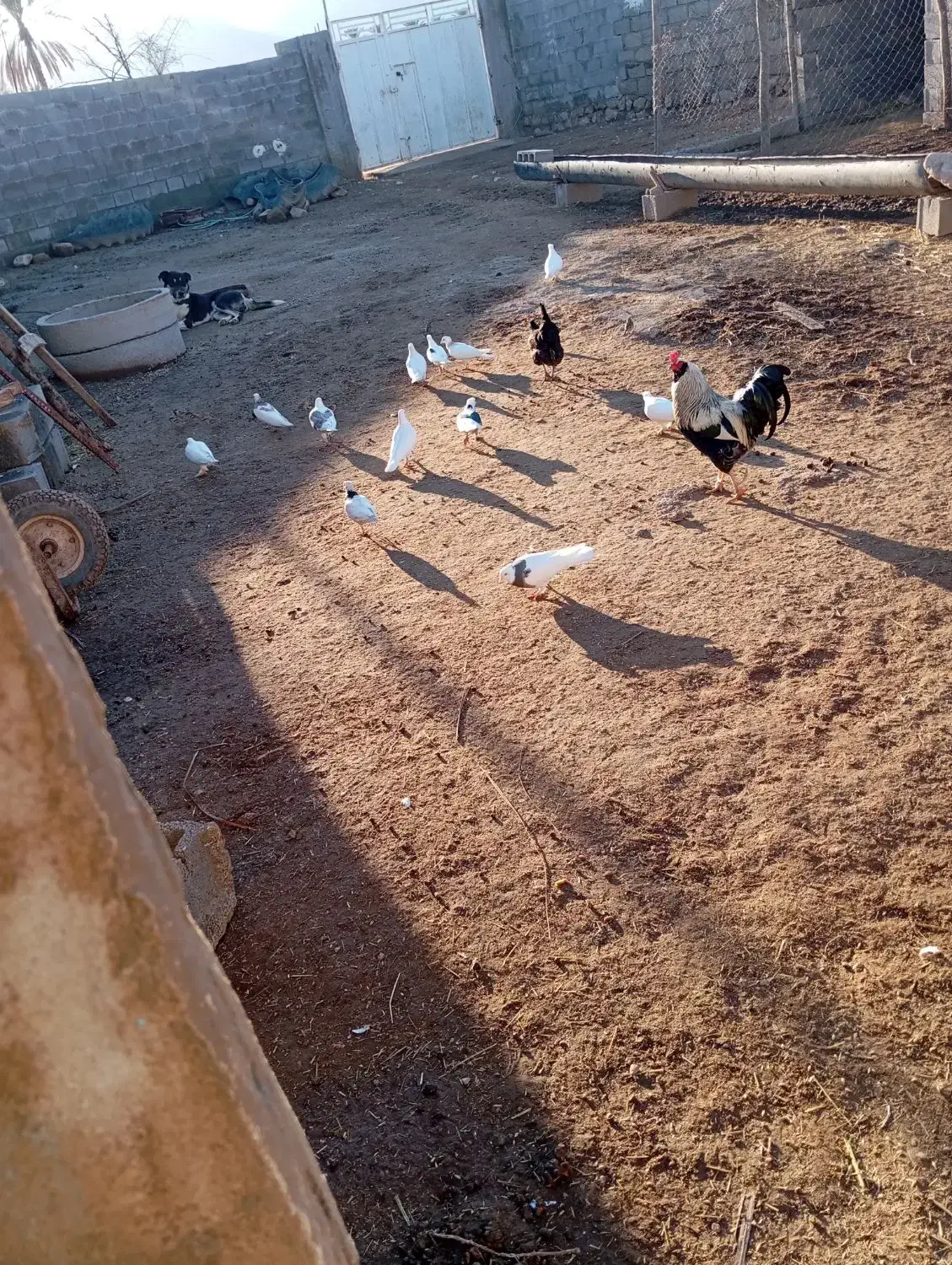 کفتر|پرنده|مهر, |دیوار