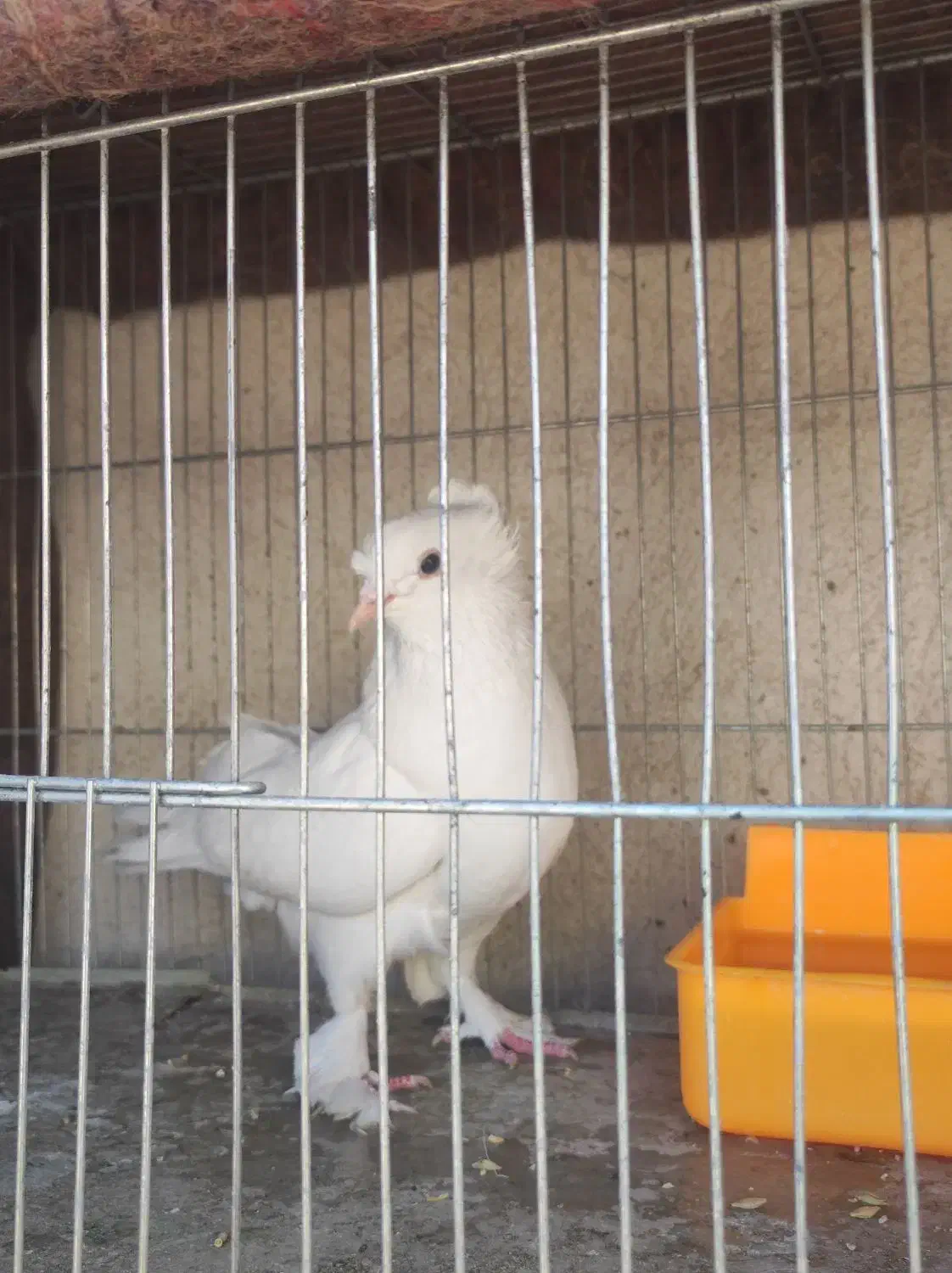 جفت کبوتر راعبی|پرنده|اصفهان, مسجد مصلی|دیوار