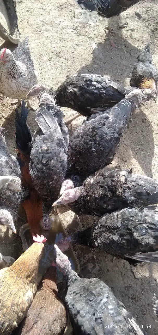 فروش تعدادی بوقلمون و جوجه مرغ محلی|حیوانات مزرعه|کمیجان, |دیوار