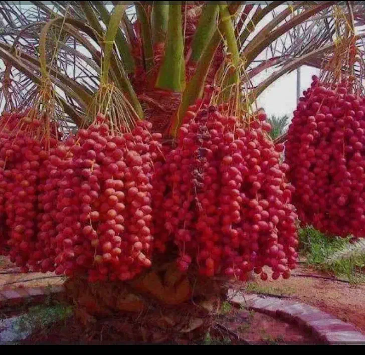 فروش انواع پاچوش ونخل کامل درخت خرما...|خدمات باغبانی و درختکاری|اردکان, |دیوار