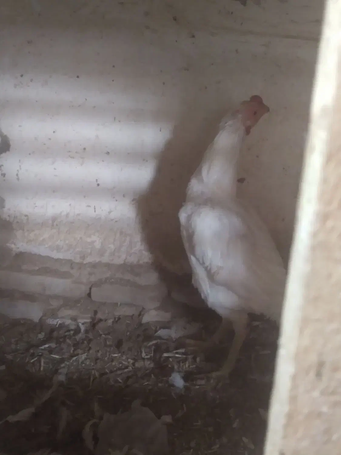 فروش مرغ وخروس|حیوانات مزرعه|محمدبار, |دیوار