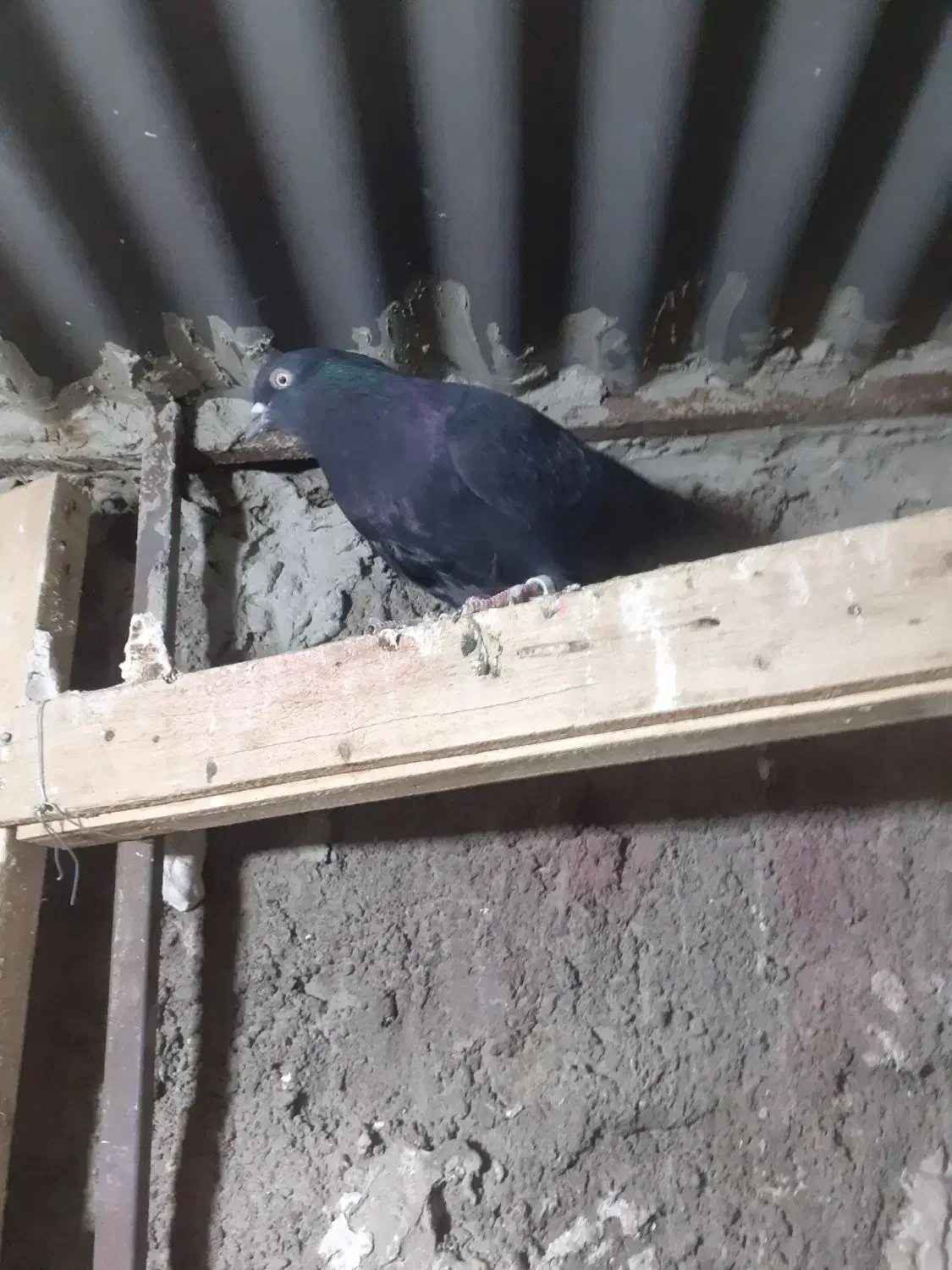 زاغ نر|پرنده|مسجد سلیمان, |دیوار