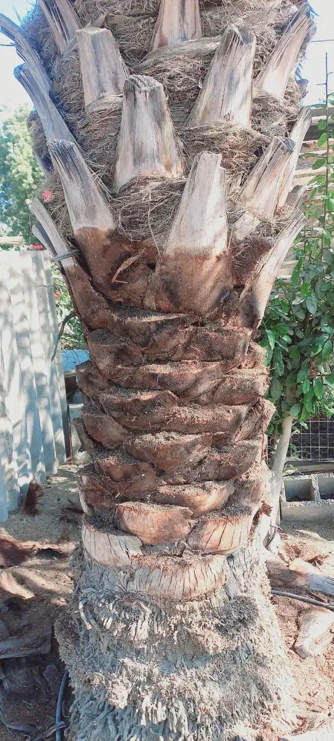 تمیز کردن نخل|خدمات باغبانی و درختکاری|میناب, |دیوار