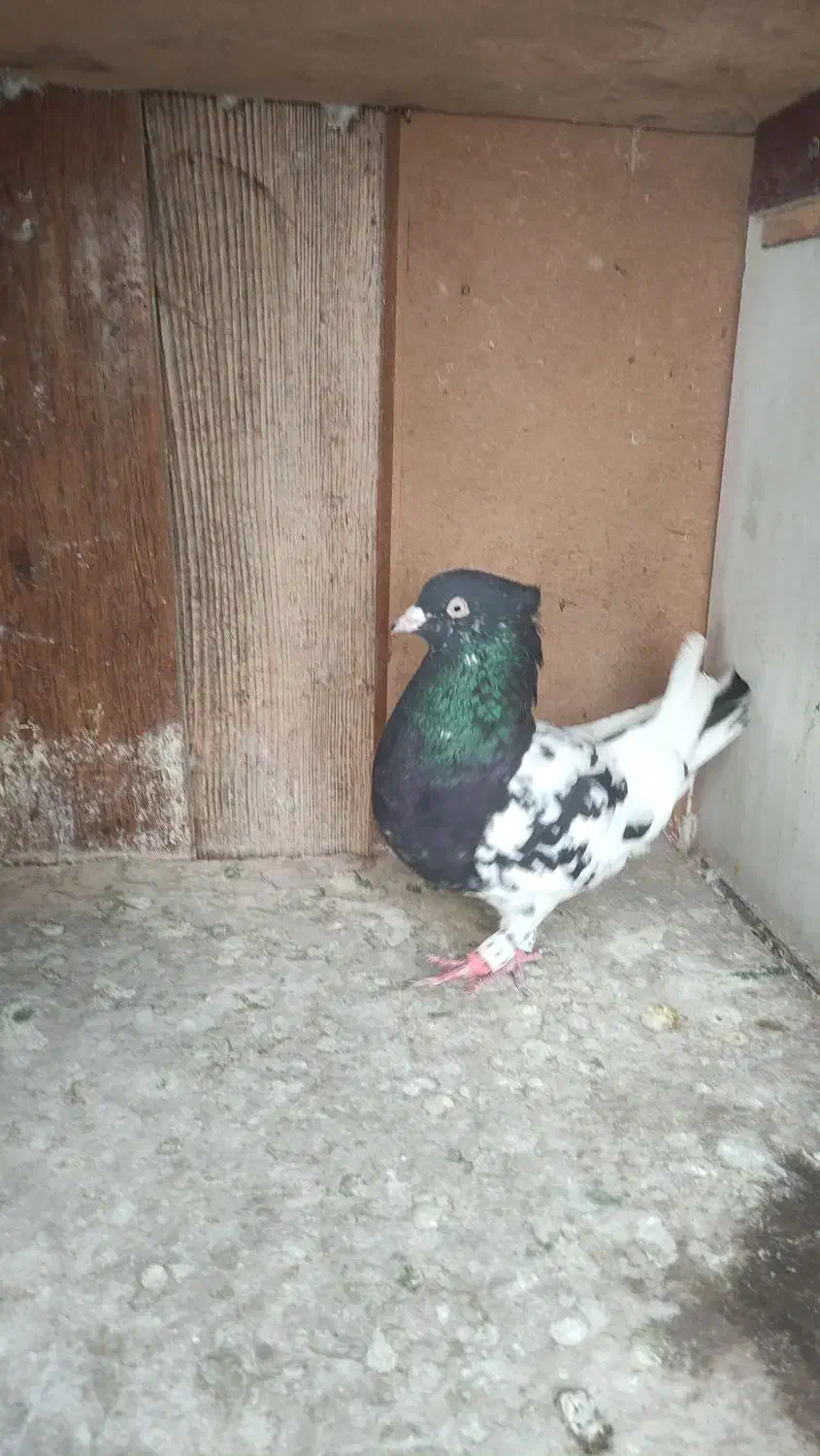 کفتر کله سیاه اصیل استان فارس|پرنده|شیراز, شهرک امیر کبیر|دیوار