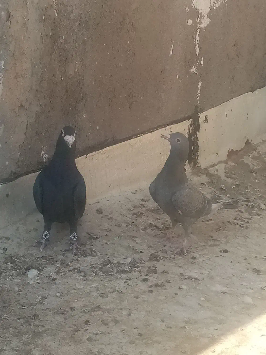 کبوتر|پرنده|تربت‌حیدریه, حاجی یار‎|دیوار