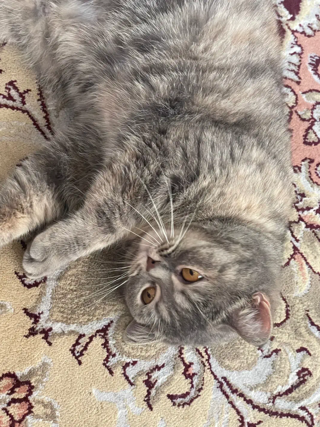 گربه|گربه|مشهد, میعاد (شهرک غرب)|دیوار