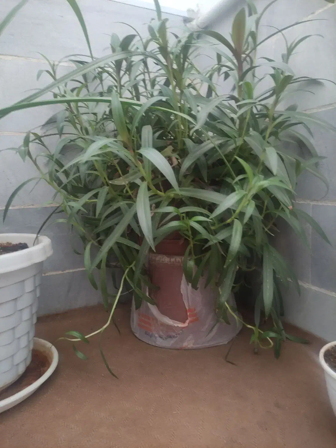 فروش گل|گل و گیاه طبیعی|یزد, |دیوار