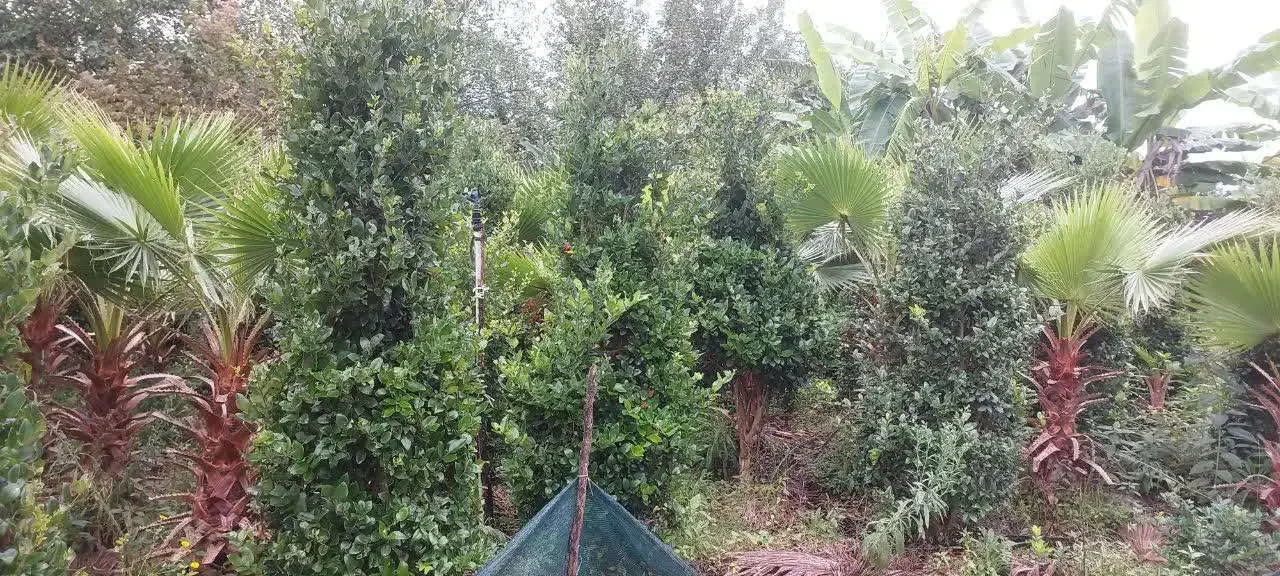 یاس هلندی زمینی|خدمات باغبانی و درختکاری|رودسر, |دیوار