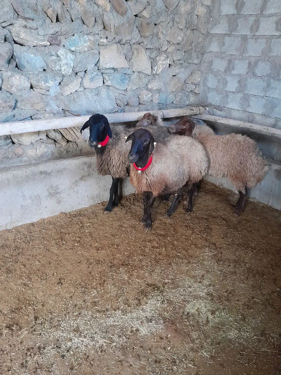 میش داشت|حیوانات مزرعه|فریدونشهر, |دیوار