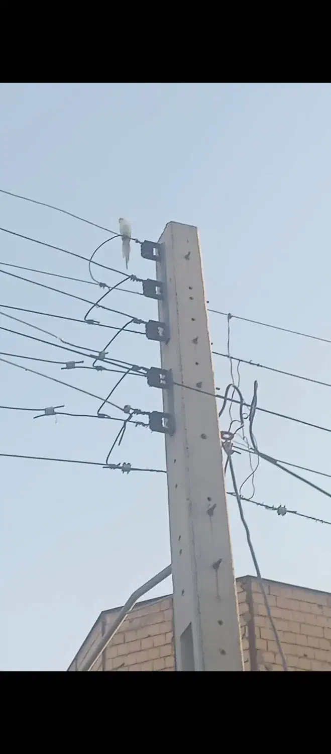 عروس هلندی گمشده|پرنده|قم, گلزار|دیوار