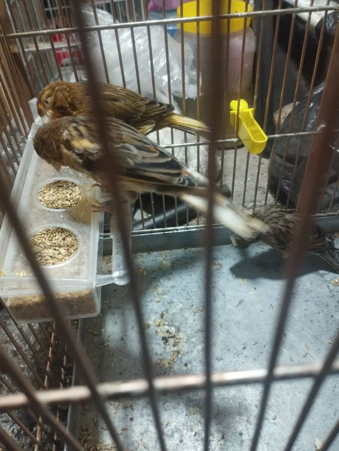 قناری نر وماده سه تا 2500|پرنده|تبریز, |دیوار