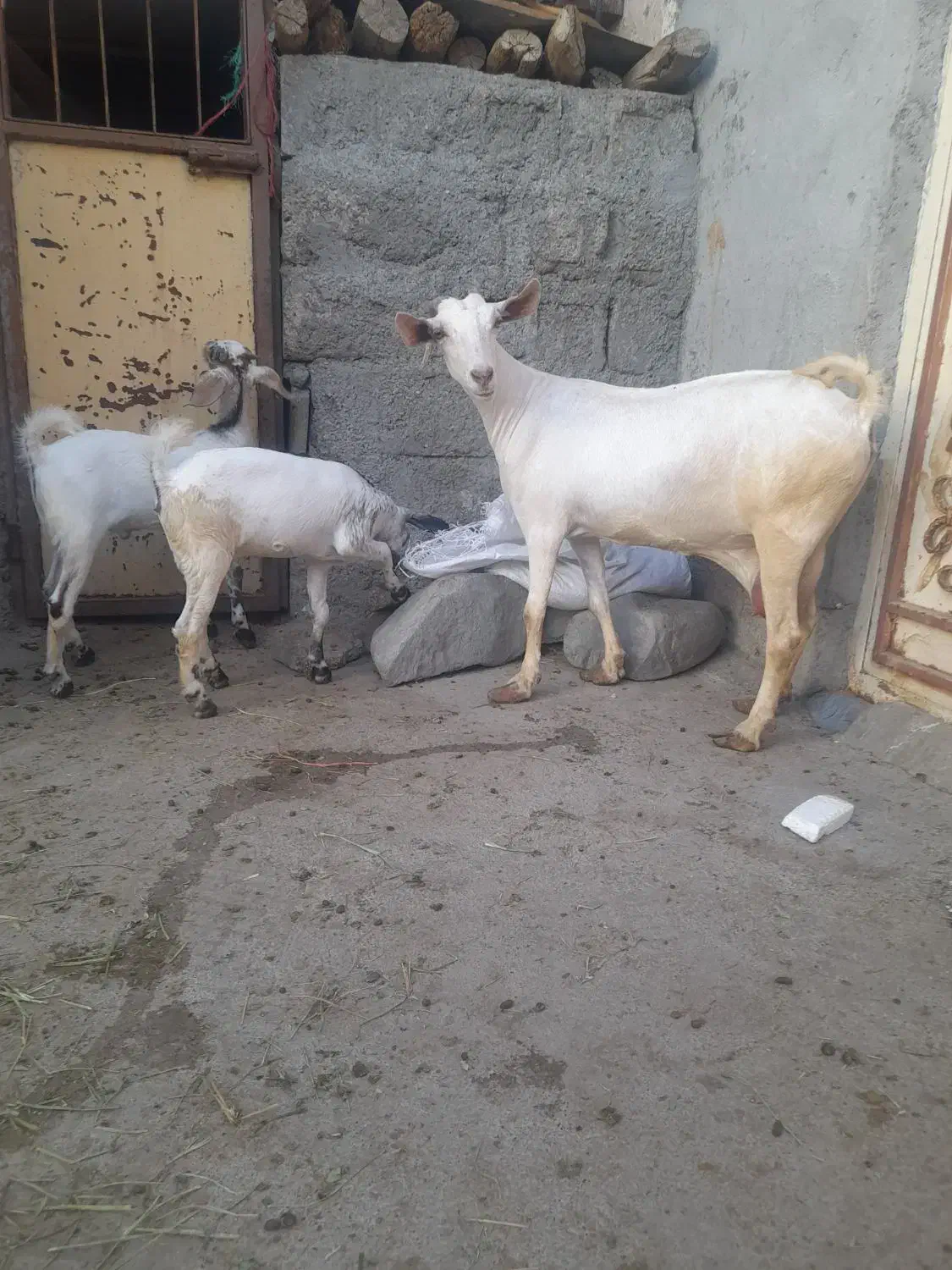 بزها سالم سرحال|حیوانات مزرعه|میناب, |دیوار