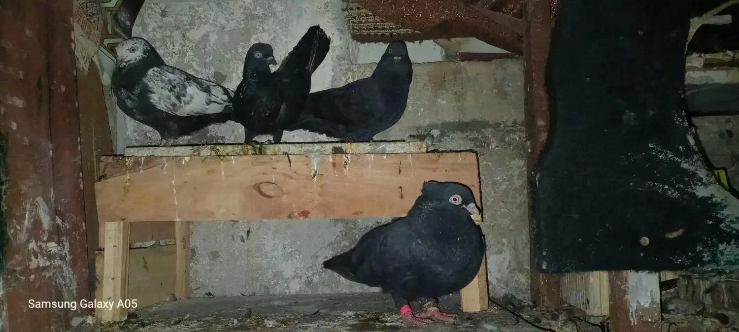 یه جفت کله سیاه وزاغ ابادانی ویه برنجی|پرنده|بندر ماهشهر, |دیوار